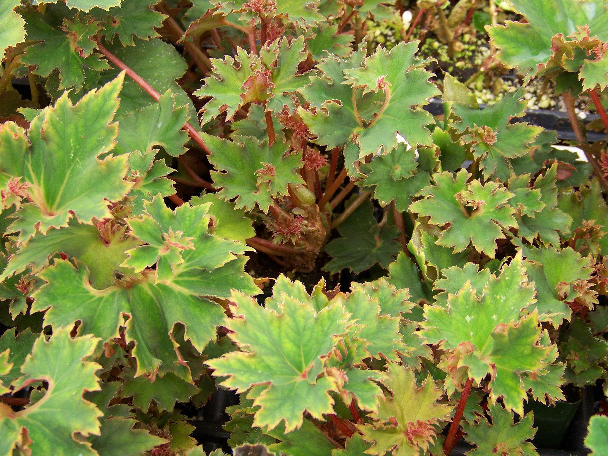 B. ‘Vista Frills’